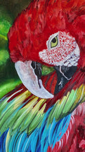 Load and play video in Gallery viewer, (SOLD) The Great Macaw
